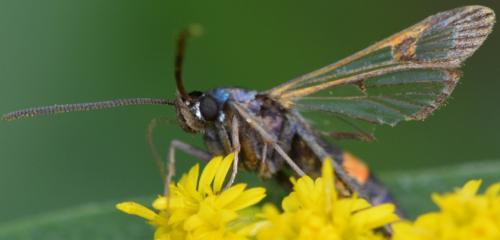 Réf. 265 551 : Synanthedon myopaeformis